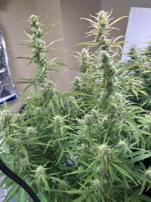 Gelato auto. Week 11