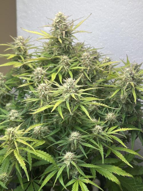 Gelato auto. Week 11