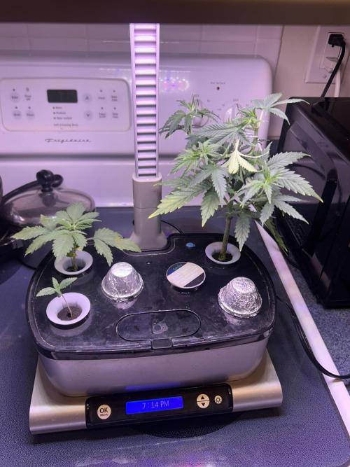 White LSD. Week 1