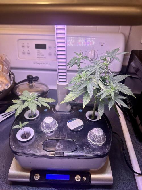 White LSD. Week 1