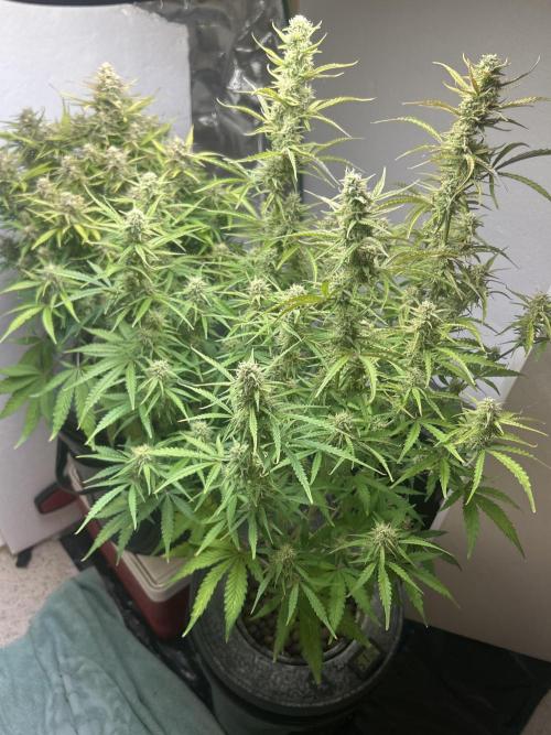 Gelato auto. Week 11