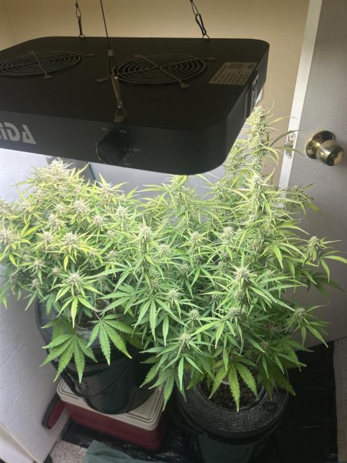 Gelato auto. Week 11 - Mars Hydro makes a real toaster and I thought LEDs were cool?