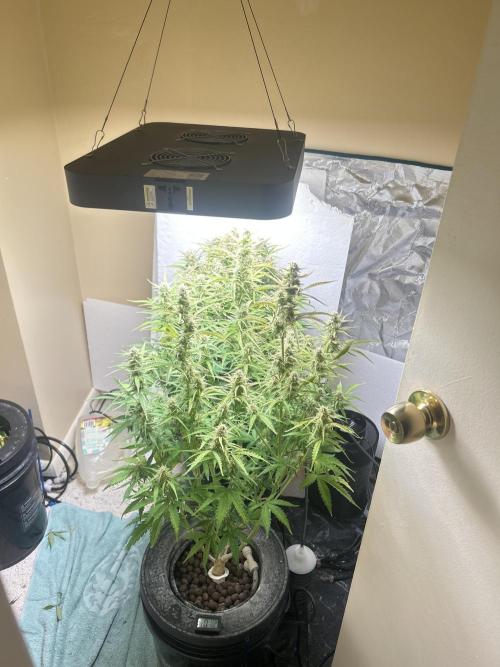 Gelato auto. Week 11 - Back to just the 400w Fecida.   The Mars Hydro 300w was just too damn hot .  