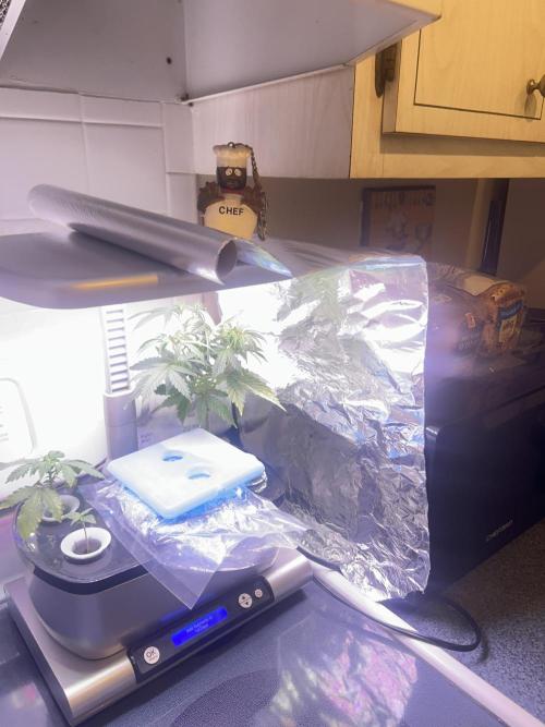 White LSD. Week 1 - I put the Chef 🧑‍🍳 in charge! 