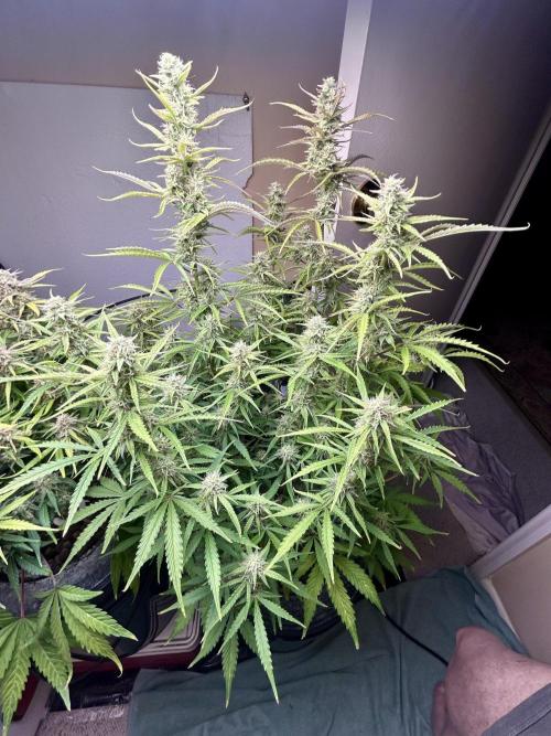 Gelato auto. Week 11