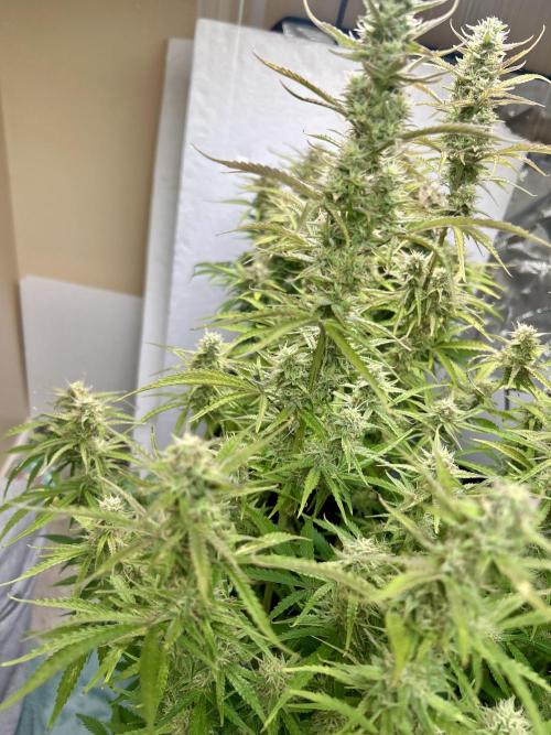 Gelato auto. Week 11
