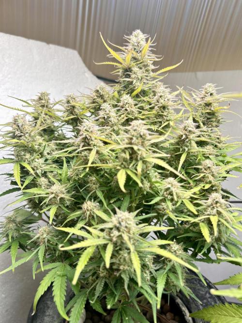 Gelato auto. Week 11
