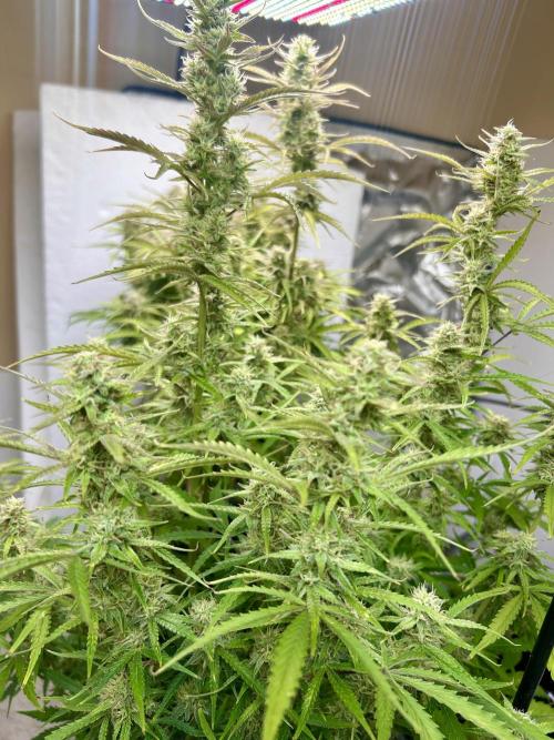 Gelato auto. Week 11