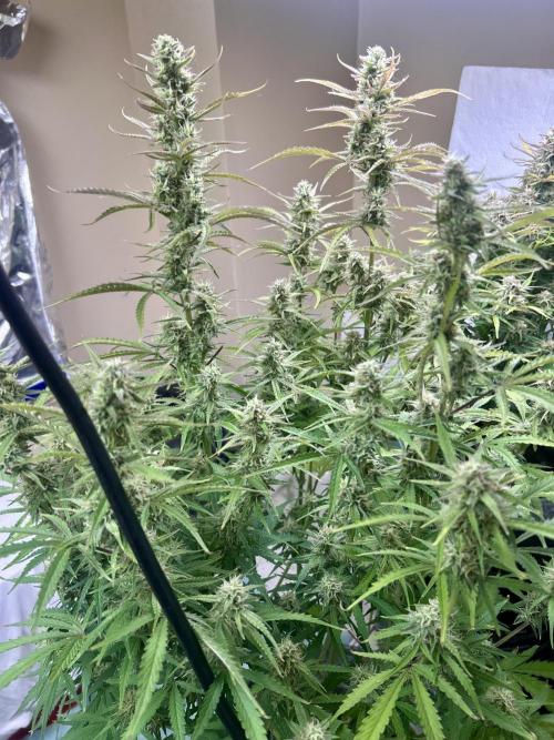 Gelato auto. Week 11