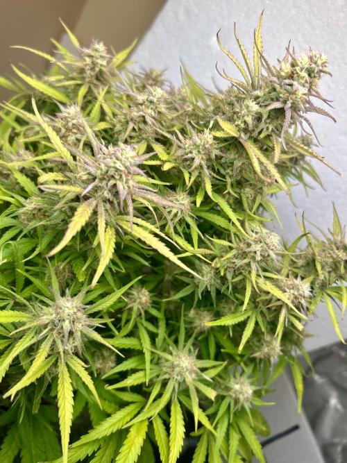 Gelato auto. Week 11