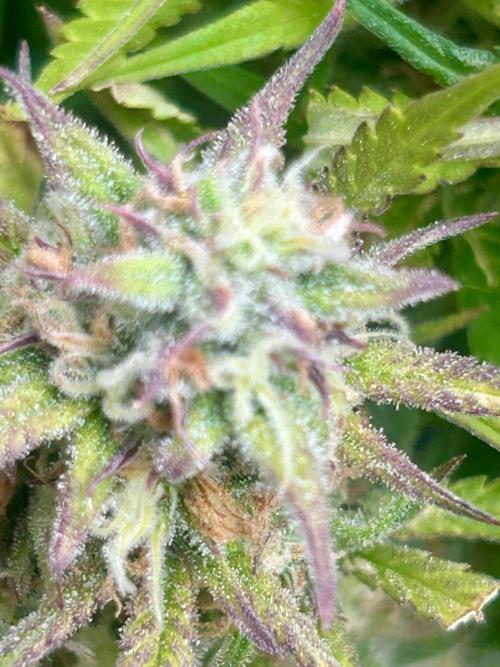 Gelato auto. Week 11