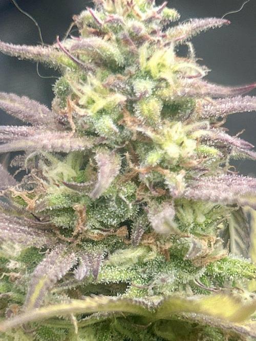 Gelato auto. Week 11