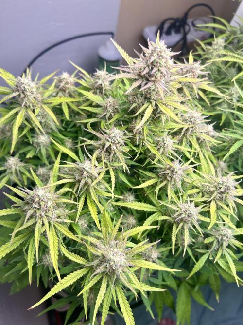 Gelato auto. Week 11