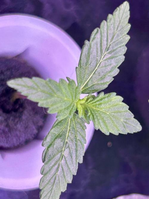 White LSD. Week 2