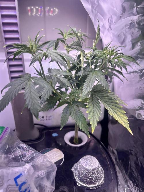 White LSD. Week 2