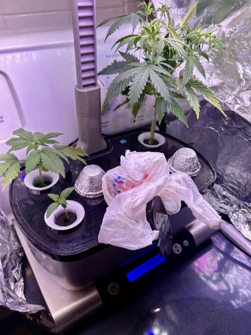 White LSD. Week 2