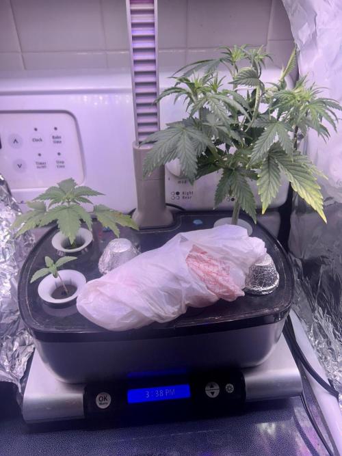 White LSD. Week 2