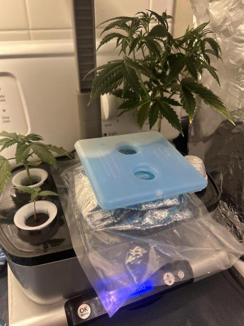 White LSD. Week 2