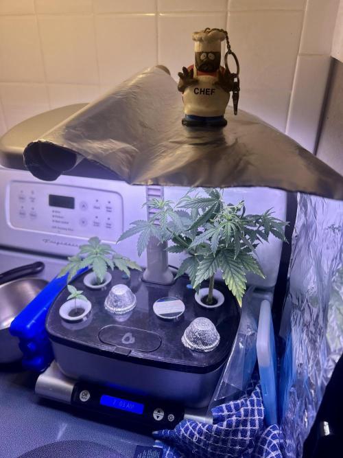 White LSD. Week 2