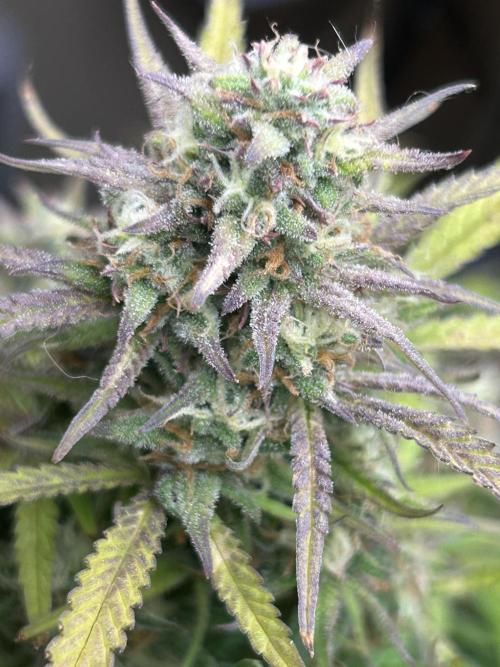 Gelato auto. Week 11