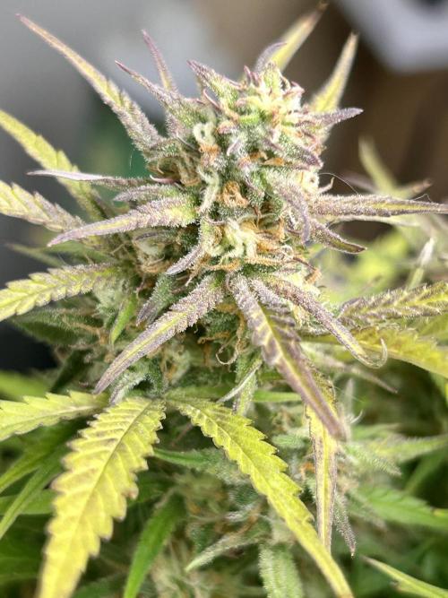 Gelato auto. Week 11
