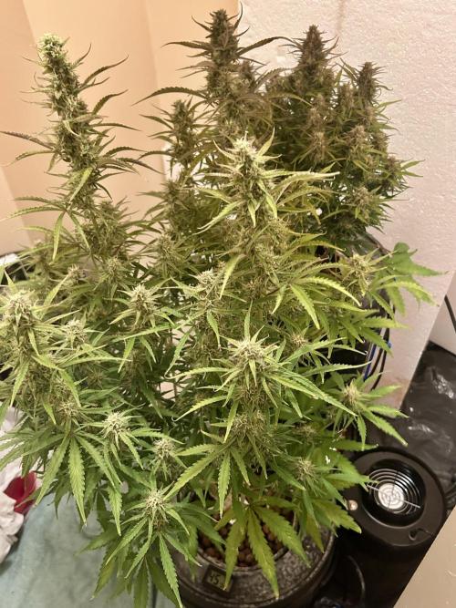 Gelato auto. Week 11