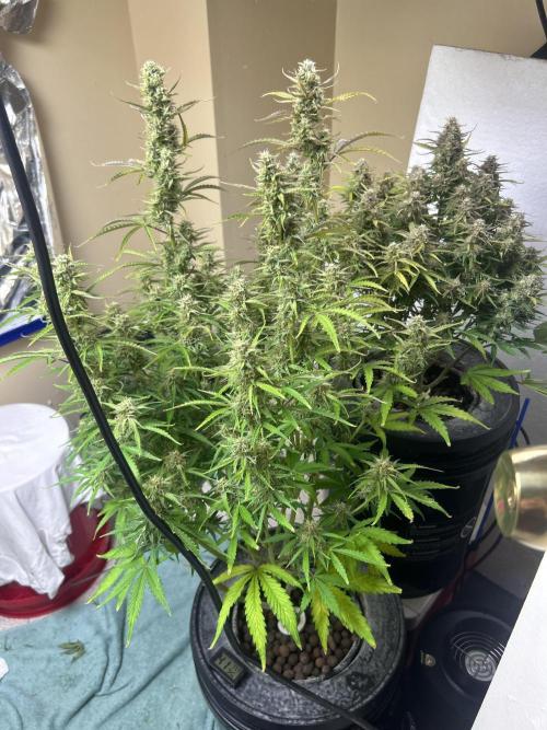Gelato auto. Week 11