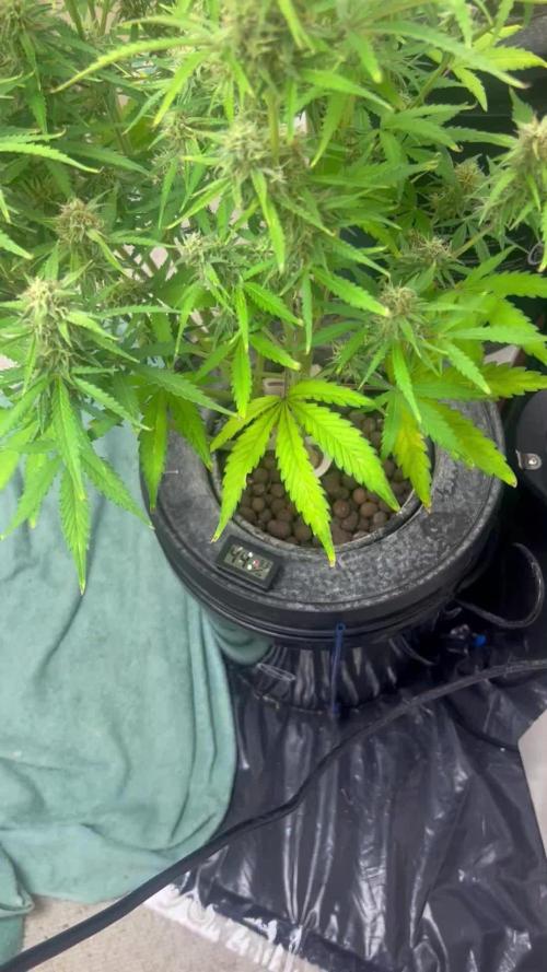 Gelato auto