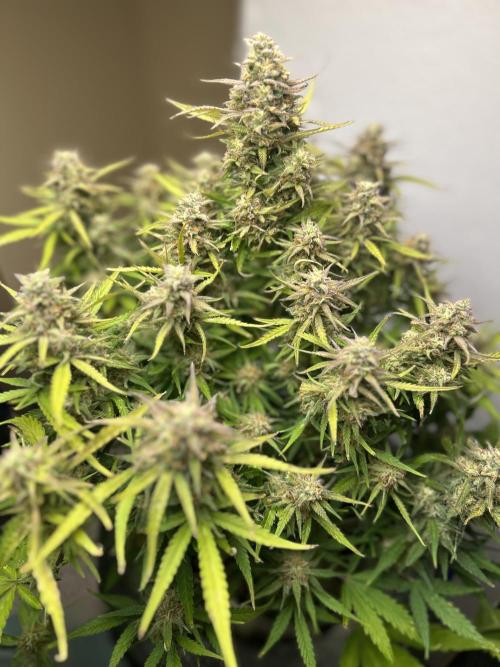 Gelato auto. Week 11