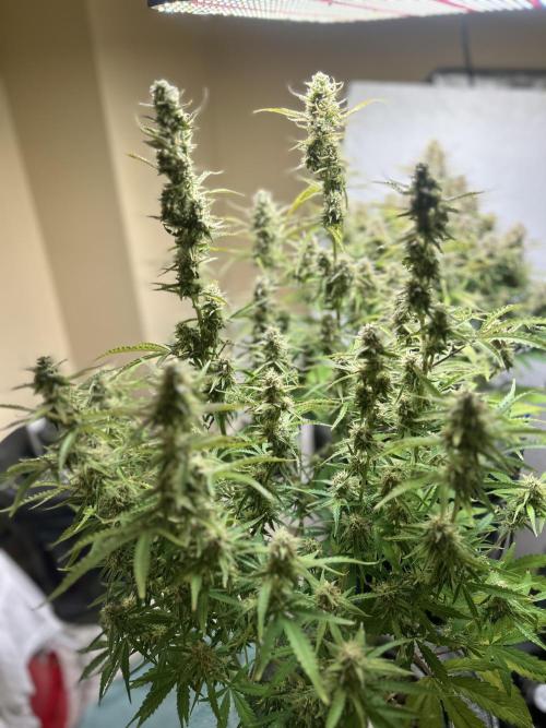 Gelato auto. Week 11
