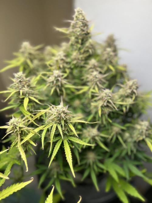 Gelato auto. Week 11