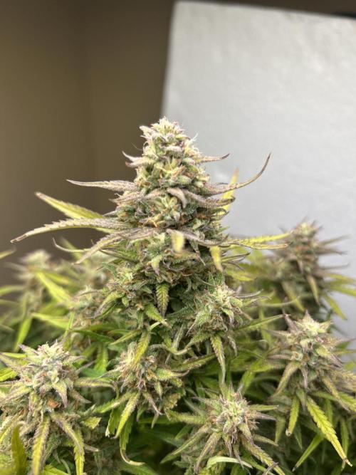 Gelato auto. Week 11