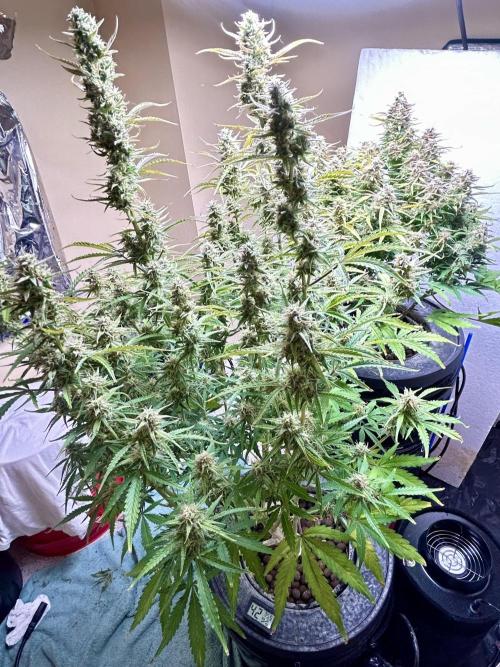 Gelato auto. Week 11