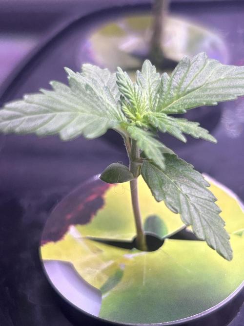 White LSD. Week 3