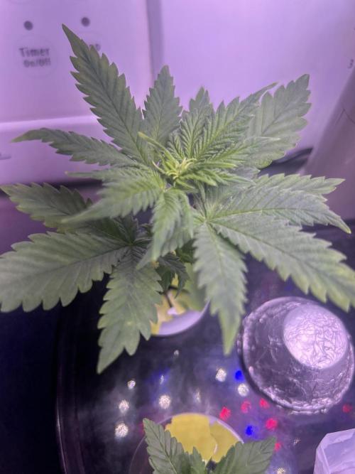 White LSD. Week 3