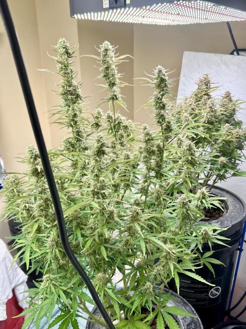Gelato auto. Week 11
