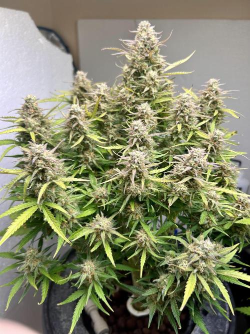 Gelato auto. Week 11