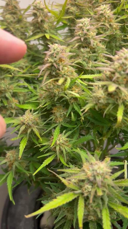Gelato auto