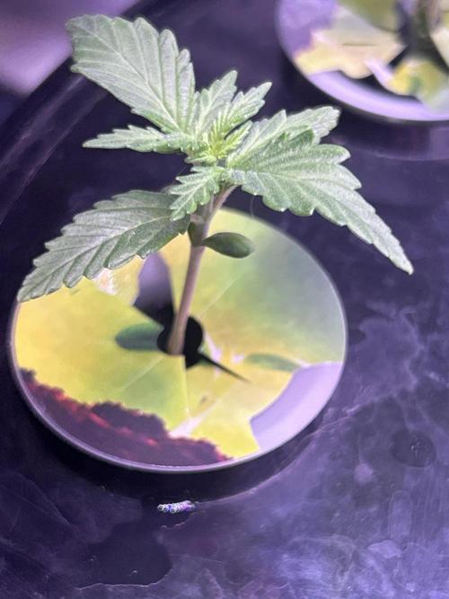 White LSD. Week 3