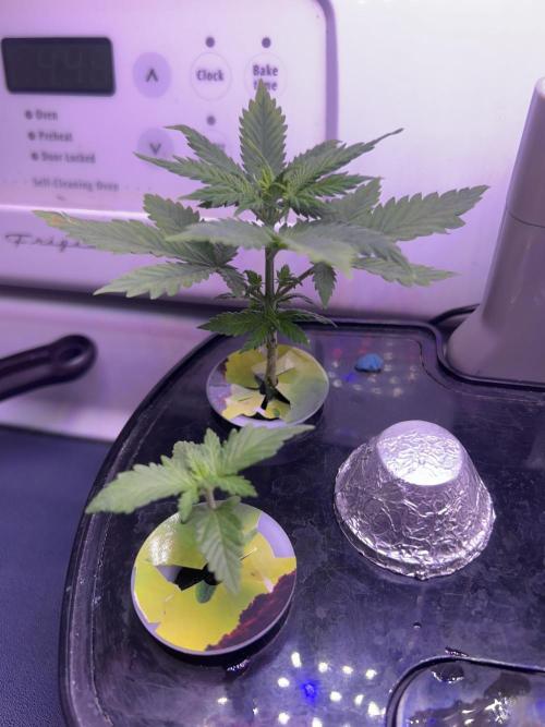 White LSD. Week 3 - Leaves praying to the light. Karl wanted the best things to grow and gets to see