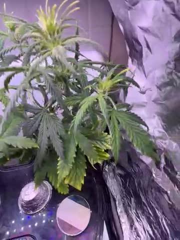 White LSD