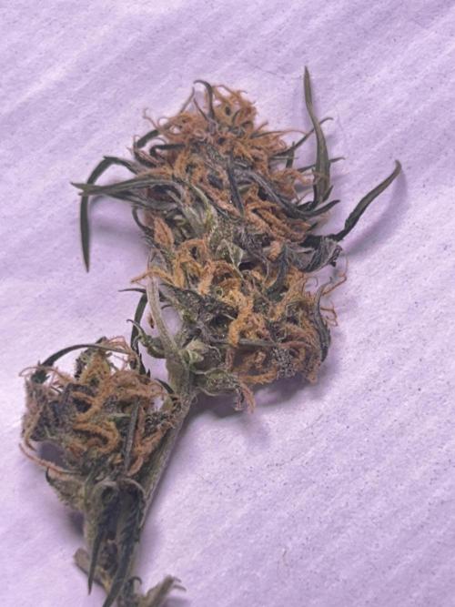 White LSD. Week 3 - Here’s a really premature piece of larf That I freeze dried and taste/expands 