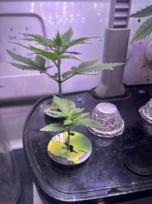 White LSD. Week 3 - Love to see the leaves 🍃 praying 🤲 upwards