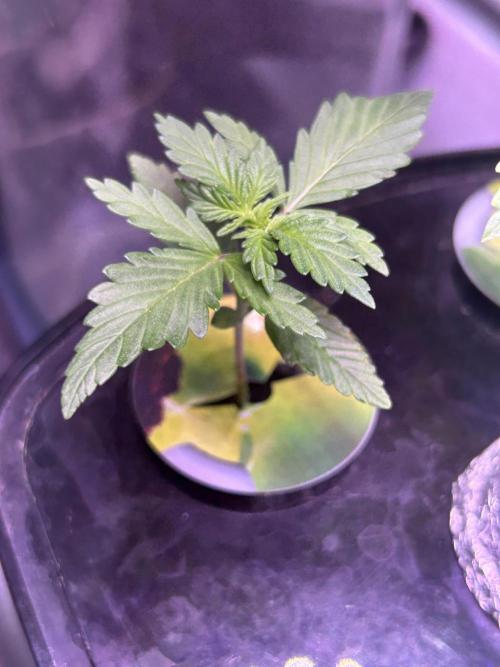 White LSD. Week 3