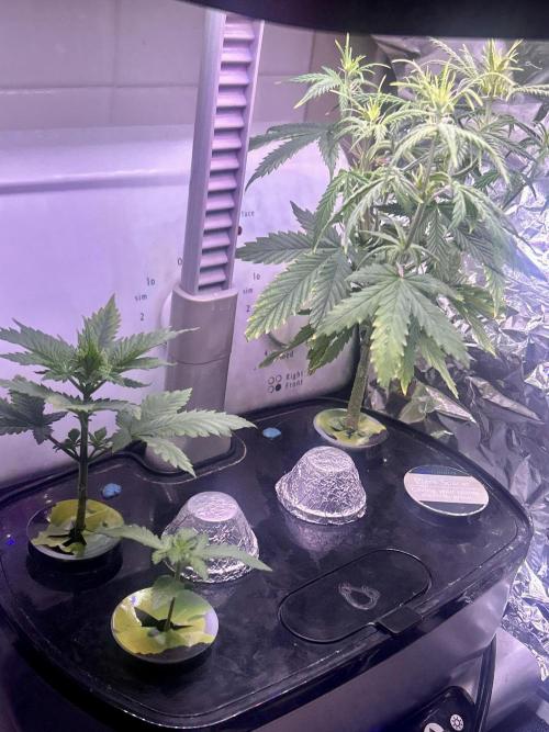 White LSD. Week 3 - Gonna need a bigger boat