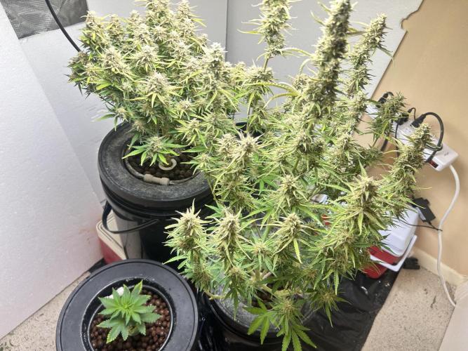 White LSD. Week 4