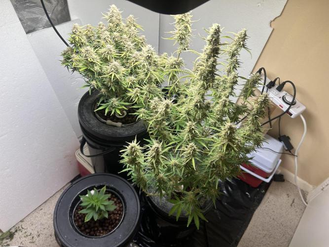 White LSD. Week 4