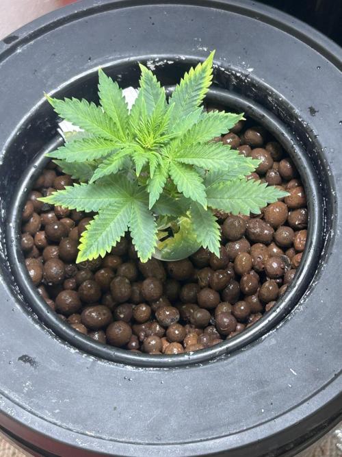 White LSD. Week 4