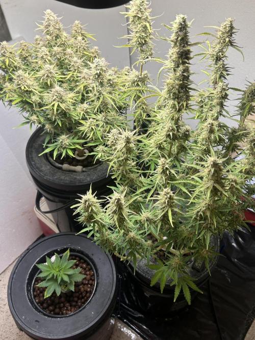 White LSD. Week 4