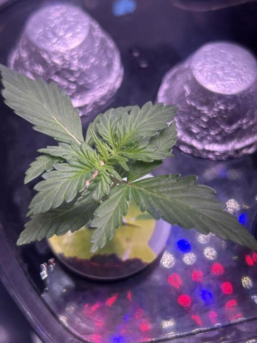 White LSD. Week 4 - White LSD. from  @natrona